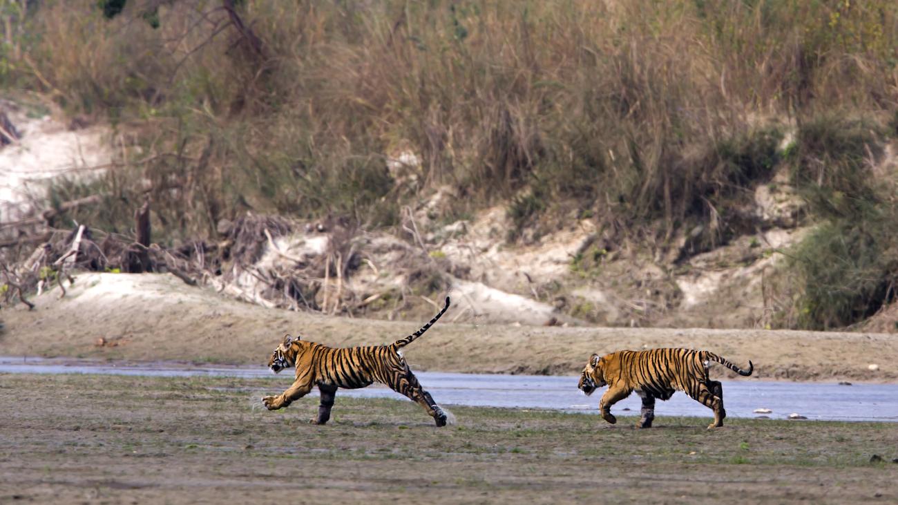Young tigers walking near a river in Nepal
